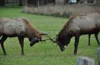 Elks machos treinam suas habilidades de luta no Redwood National Park, no norte da Califórnia, nos Estados Unidos